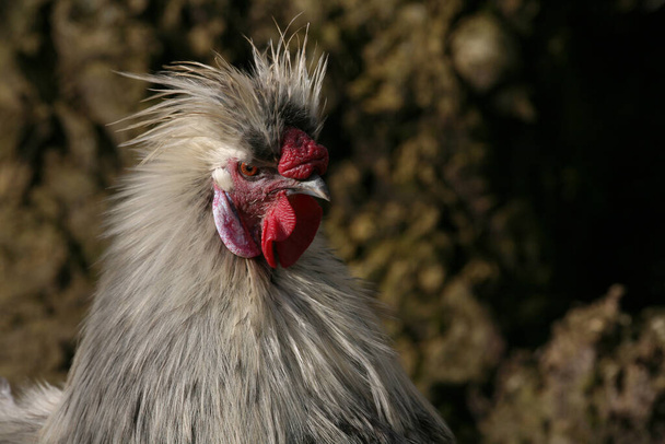 Japanese silk chicken (cock) - Fotoğraf, Görsel