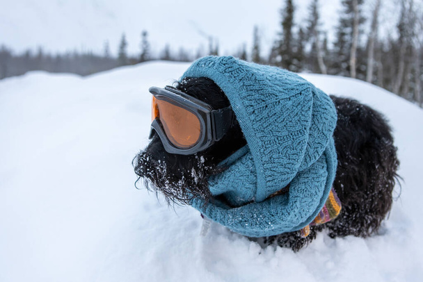 Divertido perro terrier escocés vestido máscara de esquí y bufanda azul sobre un fondo de nieve y bosque. Estación de esquí
 . - Foto, imagen