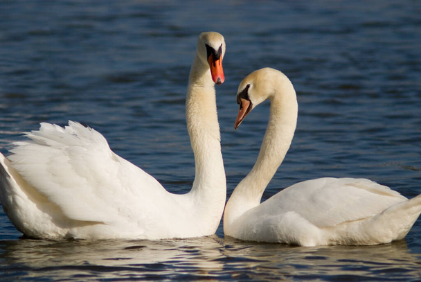 scenic view of majestic swans at nature - Foto, Bild