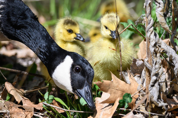 Pasgeboren ganzen leren onder het wakende oog van moeder  - Foto, afbeelding