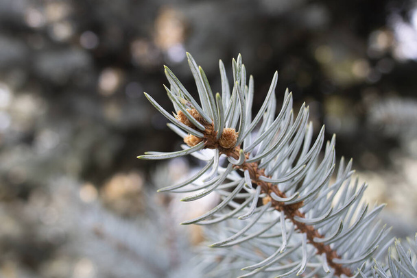 Close-up photo of the leaves of the blue spruce tree. From the pine family. Close up. - Zdjęcie, obraz
