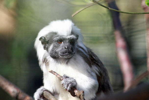 monkey primate animal, wildlife - Photo, image