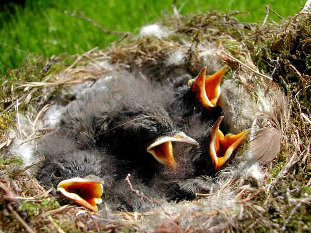 Four in the Nest - Zdjęcie, obraz