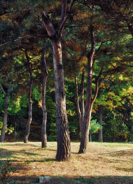 Korejský přírodní borovicový les krajiny - Fotografie, Obrázek
