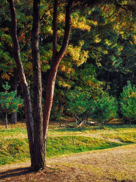 Koreaanse natuurlijke dennenbos landschap - Foto, afbeelding