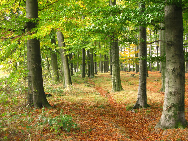 autumn forest, colorful leaves  - Foto, imagen