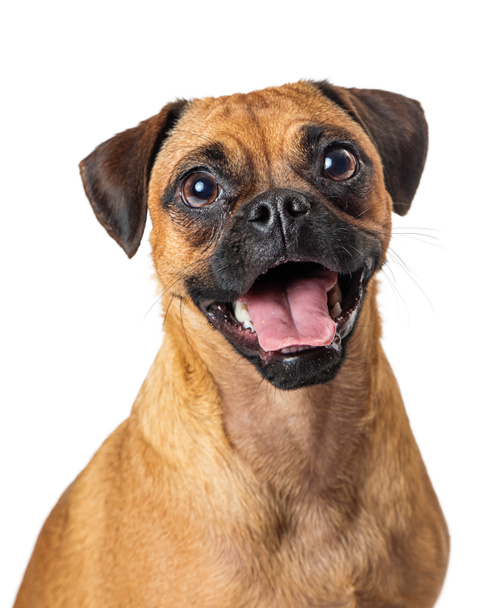 Happy excited beagle and pug crossbreed dog with mouth open looking at camera - Photo, Image