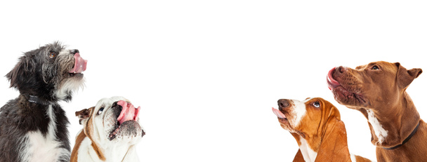 Neljä nälkäistä koiraa, joilla on kielet ulos sylkemässä ja katsomassa tyhjään huoneeseen tekstiä vaakasuorassa web-bannerissa
 - Valokuva, kuva