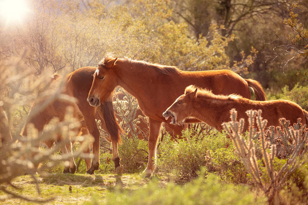 Famiglia di cavalli selvatici al pascolo in un campo all'alba dorata a Mesa, Arizona
 - Foto, immagini