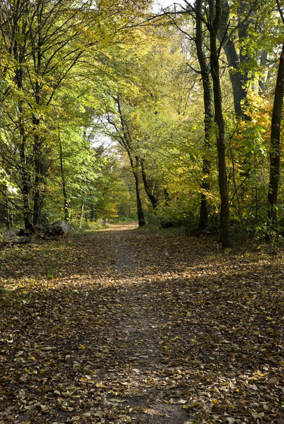 Parkta sonbahar - Orman - Fotoğraf, Görsel