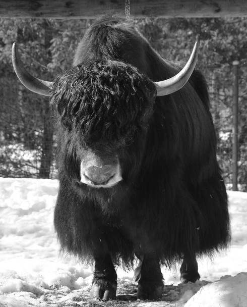 Дикий бык в зимнем лесу - Фото, изображение