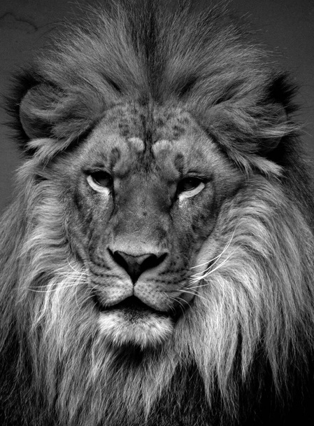 Luonnonvarainen leijona talvieläintarhassa
 - Valokuva, kuva