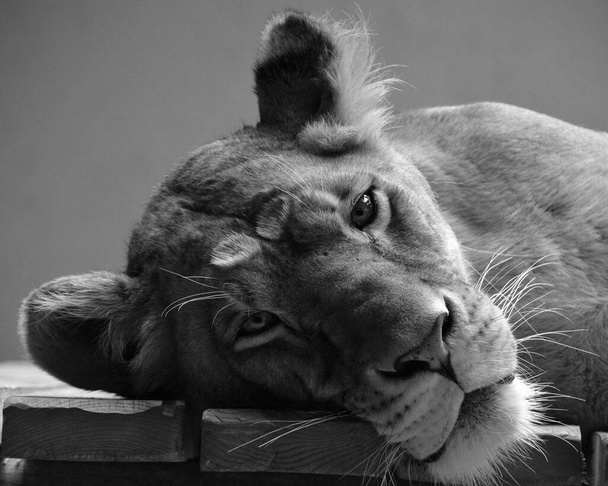 Дикий лев в зимовому зоопарку
 - Фото, зображення