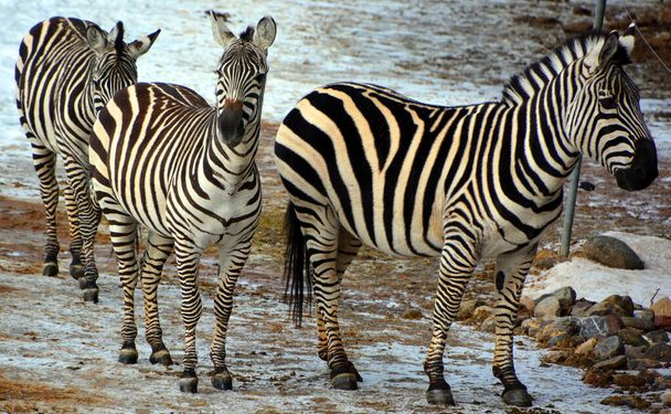 Zebras silvestres en el zoológico de invierno - Foto, imagen