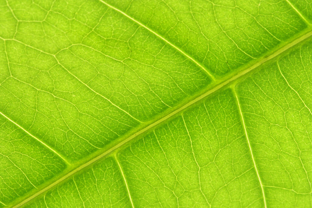 leaf structure, close up view foliage background  - Zdjęcie, obraz