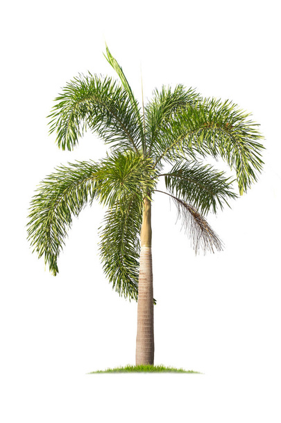 Palme (Fuchsschwanzpalme) isoliert auf weißem Hintergrund. tropische Bäume isoliert für Design, Werbung und Architektur verwendet - Foto, Bild