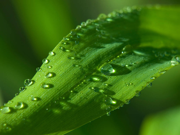 green leaf with water drops - Foto, Imagen