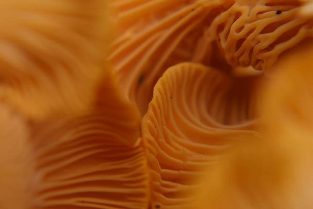 beautiful and very bright, orange mushroom in macro - Foto, afbeelding