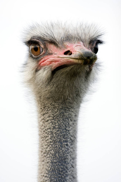 ostrich bird animal, wildlife - Фото, изображение