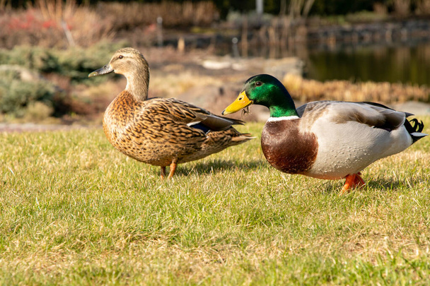 Kaksi ankkaa kävelee nurmikolla järven taustalla
 - Valokuva, kuva