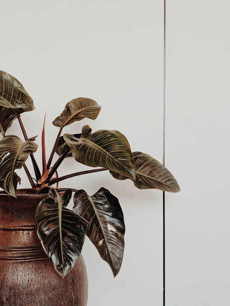 Big plant with many leaves in a brown pot. White wall background. Minimal interior. Trendy modern design. Copy space. - Photo, Image