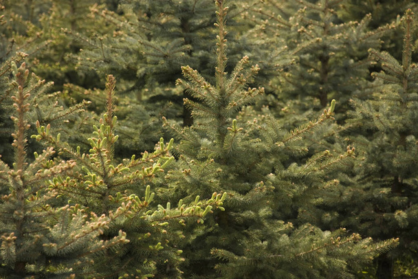 Fir trees in close-up - Foto, Bild