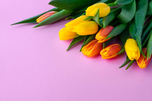 A few fresh beautiful tulips on a pink background. Spring, International Women's Day, spring flowers concept. Copy Space. Selective focus. Horizontal orientation. - 写真・画像
