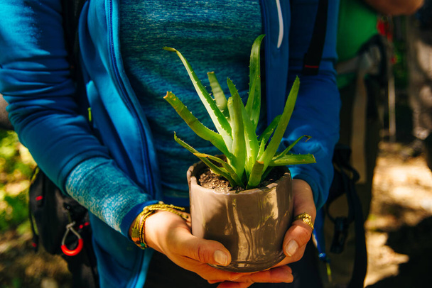 Aloe in a pot. Girl holding aloe flower in a pot in the foreground - Foto, afbeelding