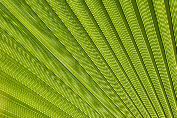 Folha de palma verde, papel de parede floral
 - Foto, Imagem