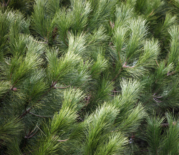 Close-up of bright green pine tree branches - Foto, immagini