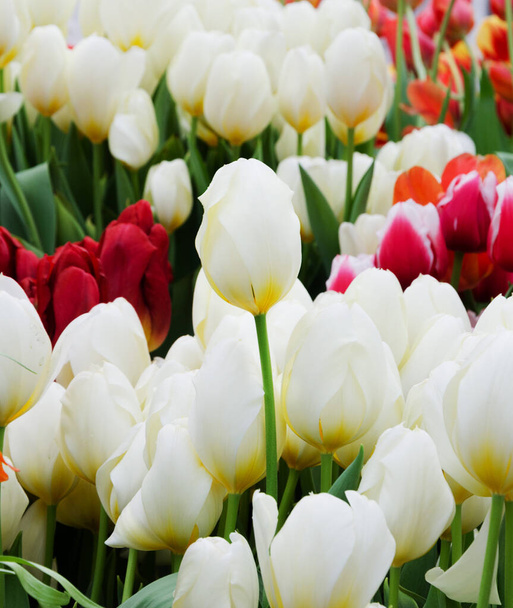 White tulips flowers, orange and pink tulips in the background, natural spring background - Photo, Image