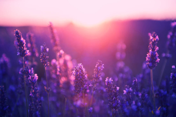 Levandule při západu slunce v Provence ve Francii. Obrázek makra, mělká Hloubka pole. Krásné květinové pozadí - Fotografie, Obrázek