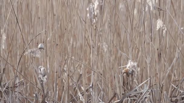 birds eat seeds in reed thickets - Felvétel, videó