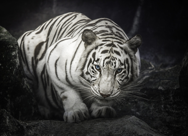 Biały tygrys - Zdjęcie, obraz