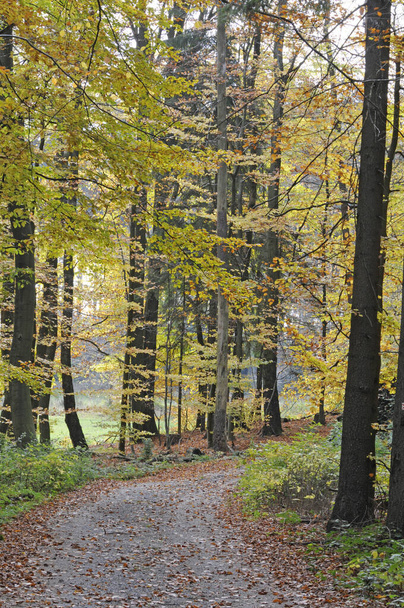 Forest trail in autumn - Fotoğraf, Görsel