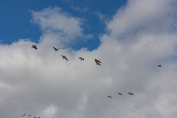Egy csapat liba repül a kék felhős égen.. - Fotó, kép