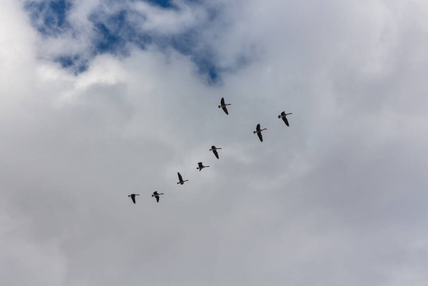 Egy csapat liba repül egyenes vonalban a kék felhős égen.. - Fotó, kép