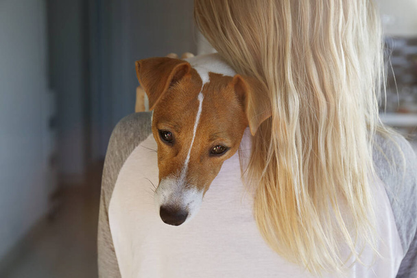 Back view of young beautiful woman holding & playing with cute one year old Jack Russel terrier puppy at home. Small adorable doggy with funny fur stains on the face. Close up, copy space, background. - Foto, immagini