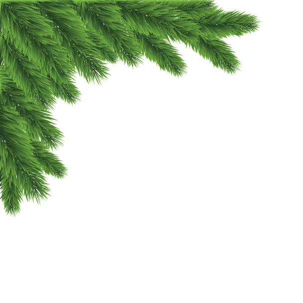 Christmas tree branch on a white background - Διάνυσμα, εικόνα