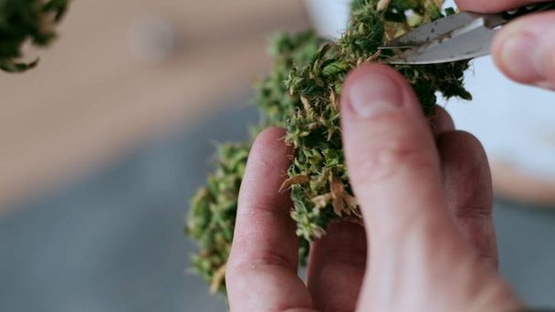 Procesamiento manual de cogollos de marihuana medicinal con tijeras viejas
. - Foto, Imagen