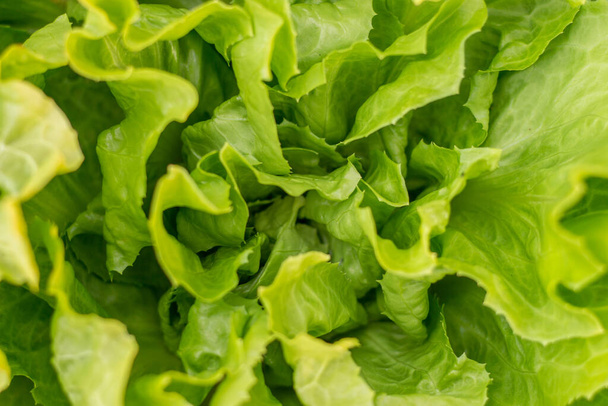 The organic cultivation of lettuce - Foto, afbeelding
