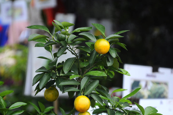 Calamondin or citrus microcarpa. Local Southeast Asian called it Limau Kasturi. Widely cultivated in the Philippines.  - Valokuva, kuva