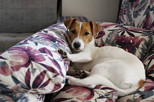 Милый однолетний щенок-терьер Джек Рассел со сложенными ушами, охлаждающийся на куче подушек с красочными экзотическими отпечатками пальмовых листьев. Очаровательная маленькая собачка. Закрыть, скопировать пространство, фон
. - Фото, изображение