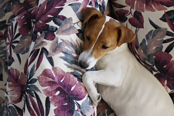 Słodki, jednoletni szczeniak Jack Russel Terrier ze złożonymi uszami schładzający się na kilku poduszkach z kolorowym, egzotycznym odciskiem liści palmy. Uroczy piesek małej rasy. Zbliżenie, przestrzeń kopiowania, tło. - Zdjęcie, obraz