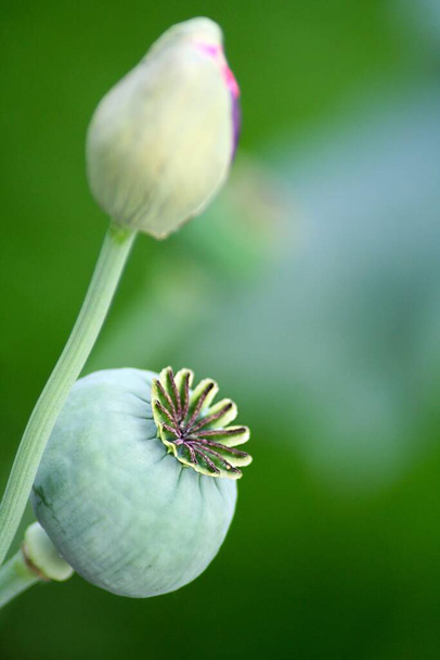 Poppies capsules, flora plant - Fotó, kép