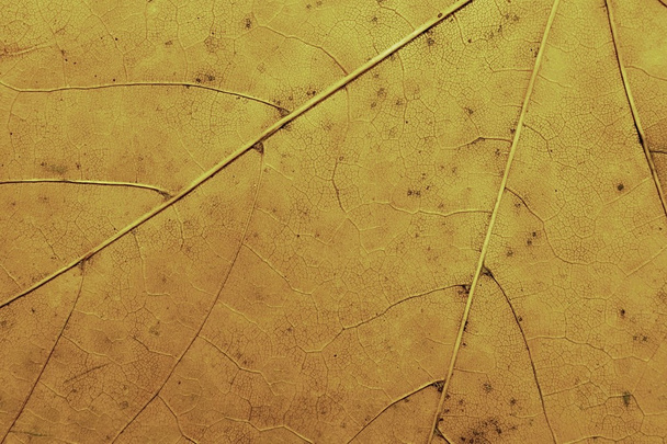 Texture of the dried leaf - Photo, Image