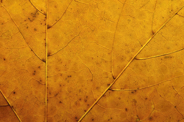 tekstura suszonych liści - Zdjęcie, obraz