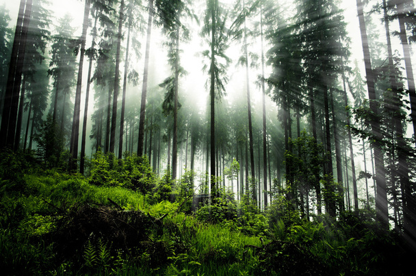 Bosque oscuro
 - Foto, imagen