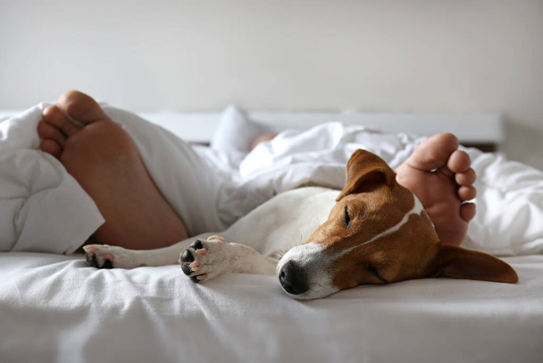 Emotional support animal concept. Sleeping man's feet with jack russell terrier dog in bed. Adult male and his pet lying together on white linens covered with blanket. Close up, copy space, background - Fotografie, Obrázek