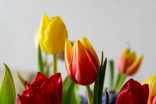 Kolorowe tulipany w wazonie. Słowacja - Zdjęcie, obraz